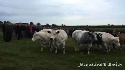 Brood cows